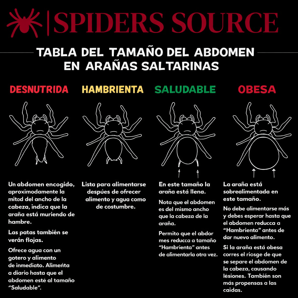tamaño abdomen arañas saltarinas según alimentación