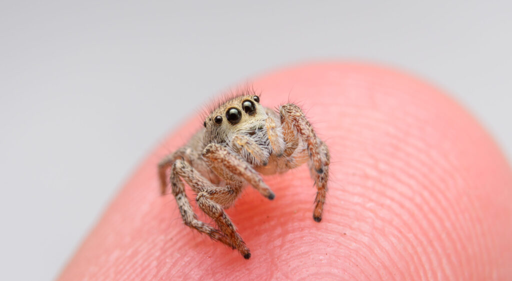araña saltarina dedo persona