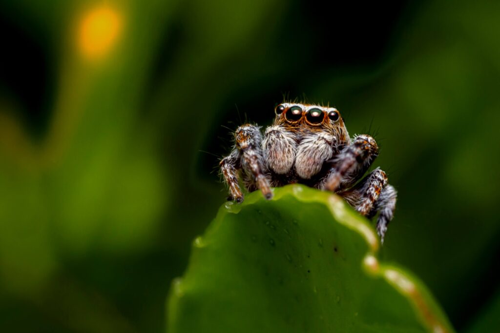 araña saltarina sobre una hoja en su hábitat natural