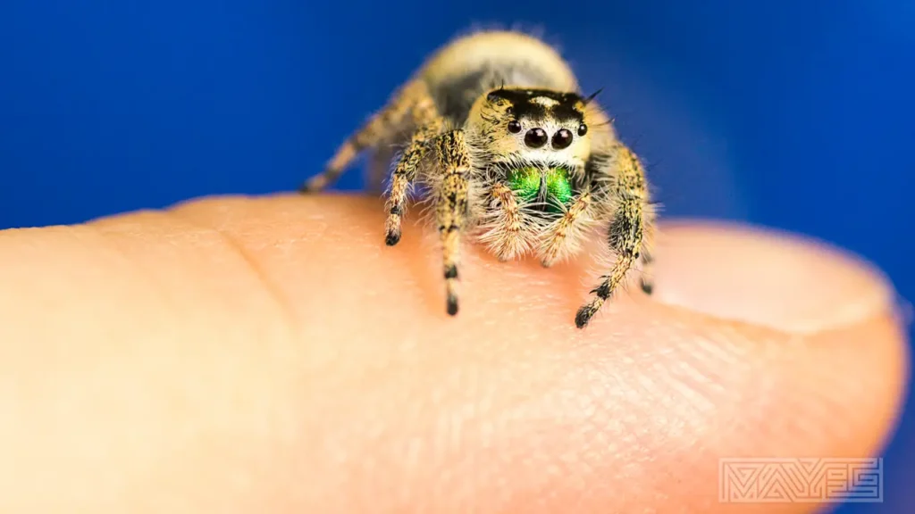 Araña saltarina en una mano de persona
