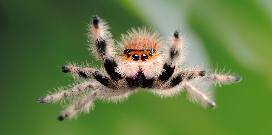 araña saltarina saltando sobre su presa