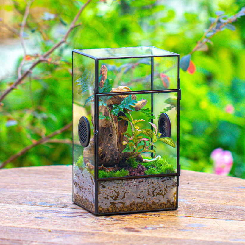 terrario para arañas saltarinas con plantas y decoración natural